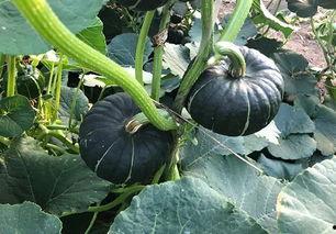 吃日本瓜的网红